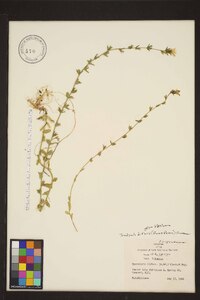 Triodanis perfoliata var. biflora image