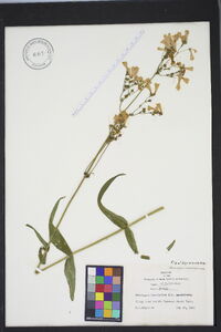 Penstemon laevigatus image