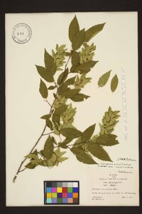 Carpinus caroliniana var. caroliniana image