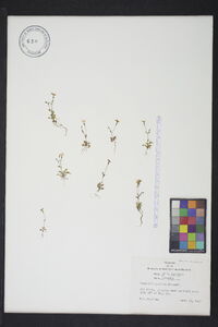 Houstonia pusilla image