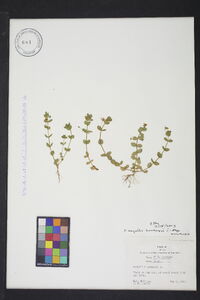 Anagallis arvensis subsp. arvensis image