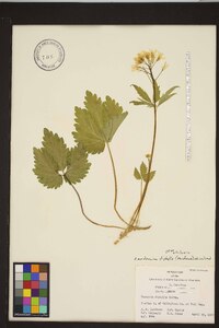 Cardamine diphylla image