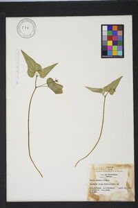 Viola hastata image