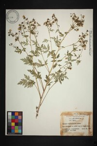 Phacelia bipinnatifida image