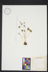 Oxalis violacea image