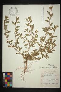 Polygonum aviculare subsp. aviculare image