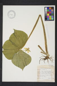 Trillium cernuum image