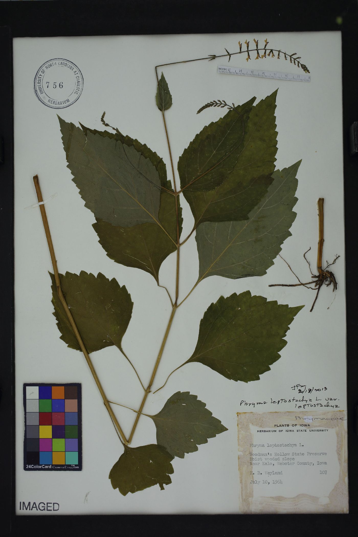 Phryma leptostachya var. leptostachya image