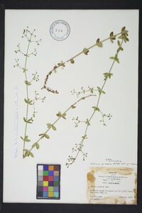 Galium pilosum image