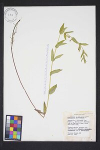 Scutellaria galericulata image