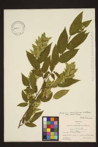 Carpinus caroliniana var. caroliniana image