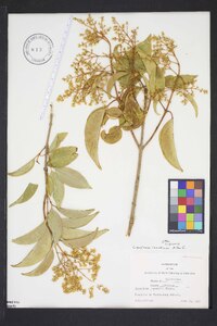 Ligustrum japonicum image