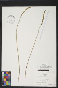 Spiranthes lacera var. gracilis image