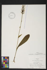 Platanthera clavellata image