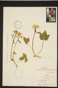 Cardamine diphylla image