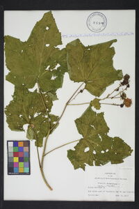 Rubus odoratus image