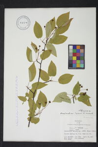 Amelanchier laevis image