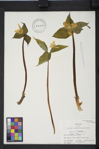 Trillium undulatum image