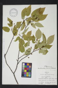 Amelanchier laevis image