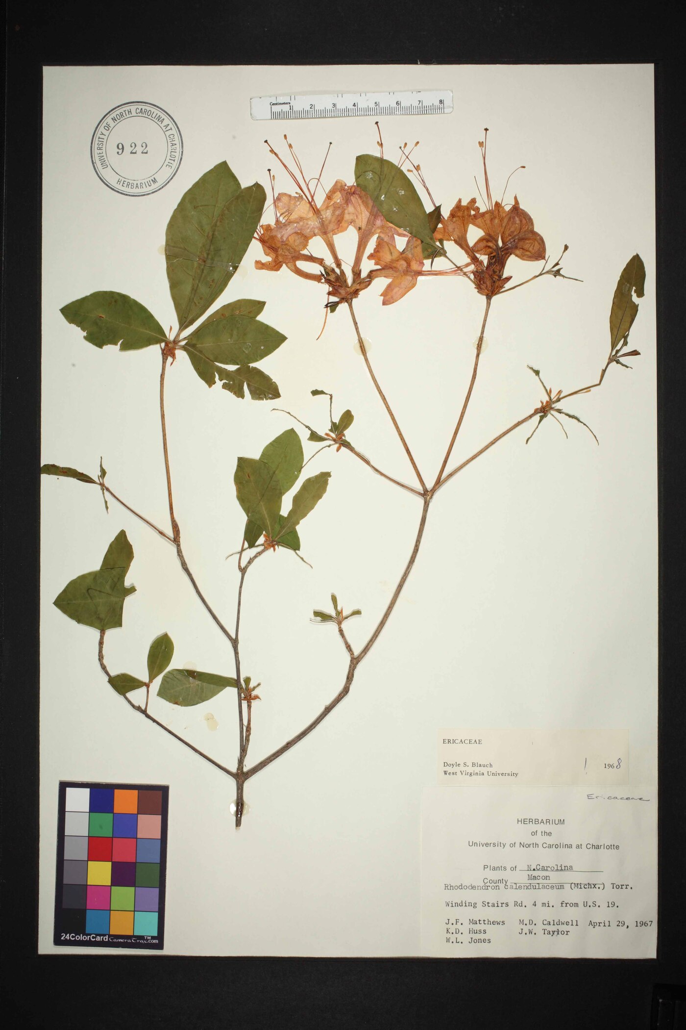 Rhododendron calendulaceum image