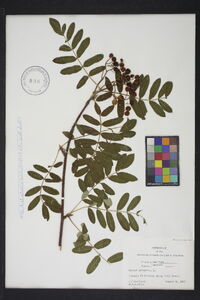 Sorbus aucuparia image