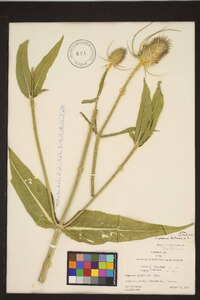 Dipsacus fullonum image