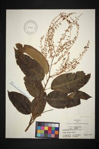 Oxydendrum arboreum image