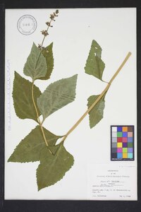 Salvia urticifolia image
