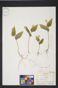 Maianthemum canadense image