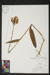 Platanthera ciliaris image