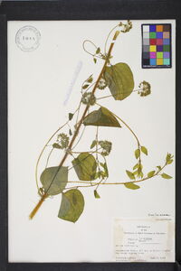 Smilax herbacea image