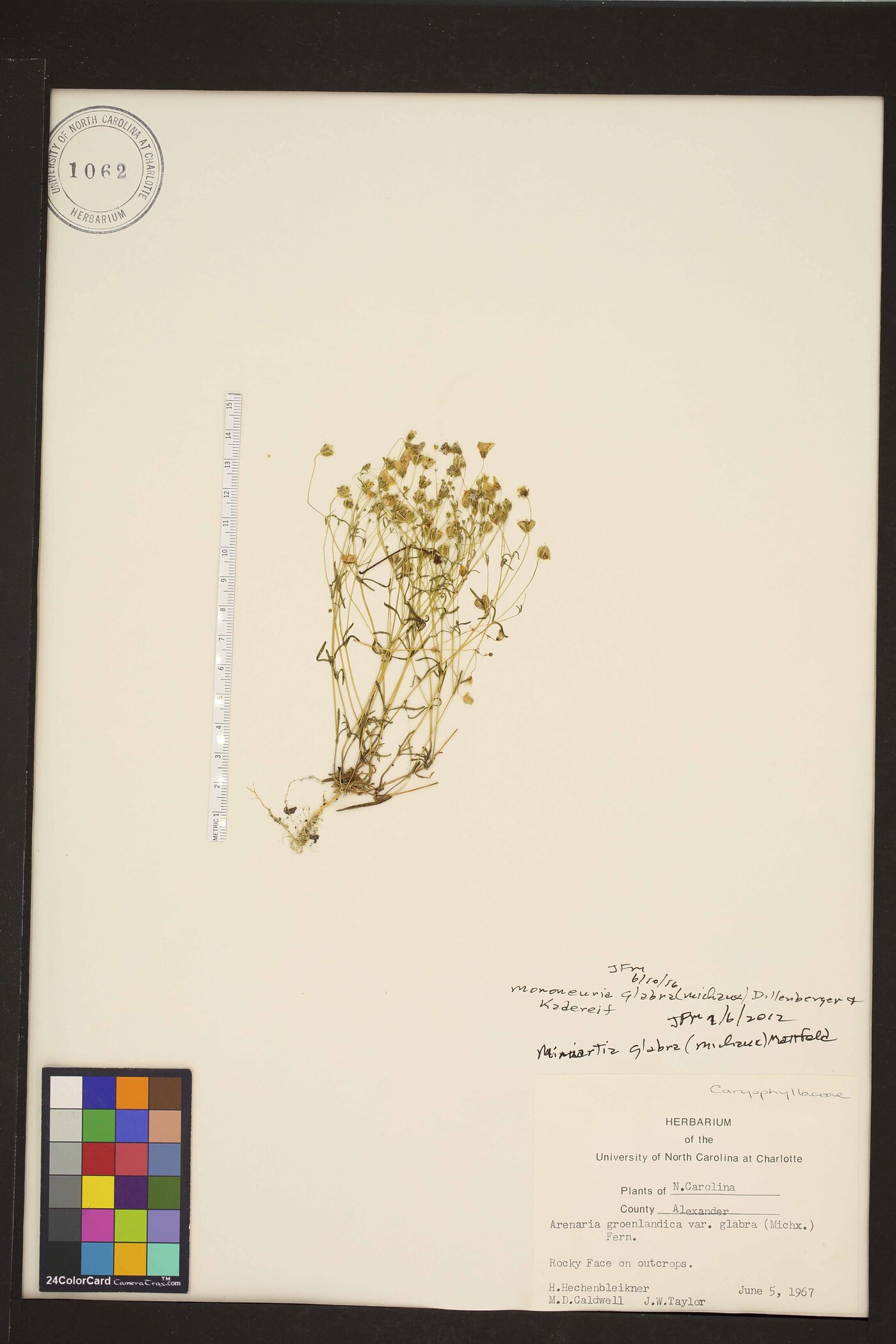 Geocarpon glabrum image