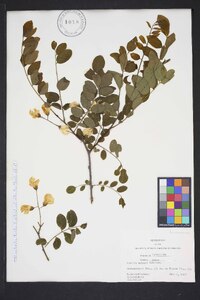 Robinia hispida image