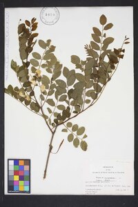 Robinia hispida image