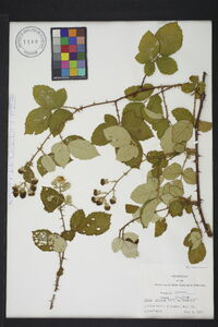 Rubus bifrons image