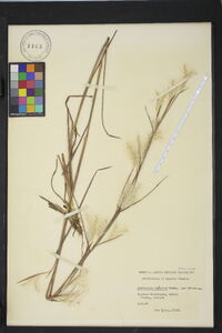 Andropogon ternarius var. ternarius image