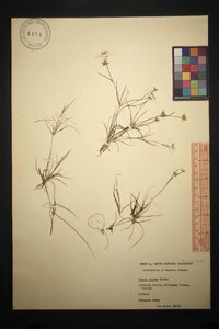 Juncus repens image