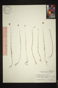 Sclerolepis uniflora image