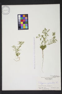 Polypremum procumbens image