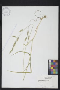 Bromus commutatus image