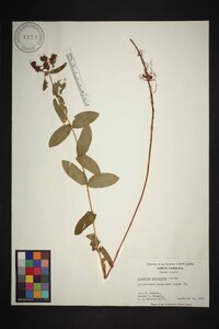 Hypericum graveolens image