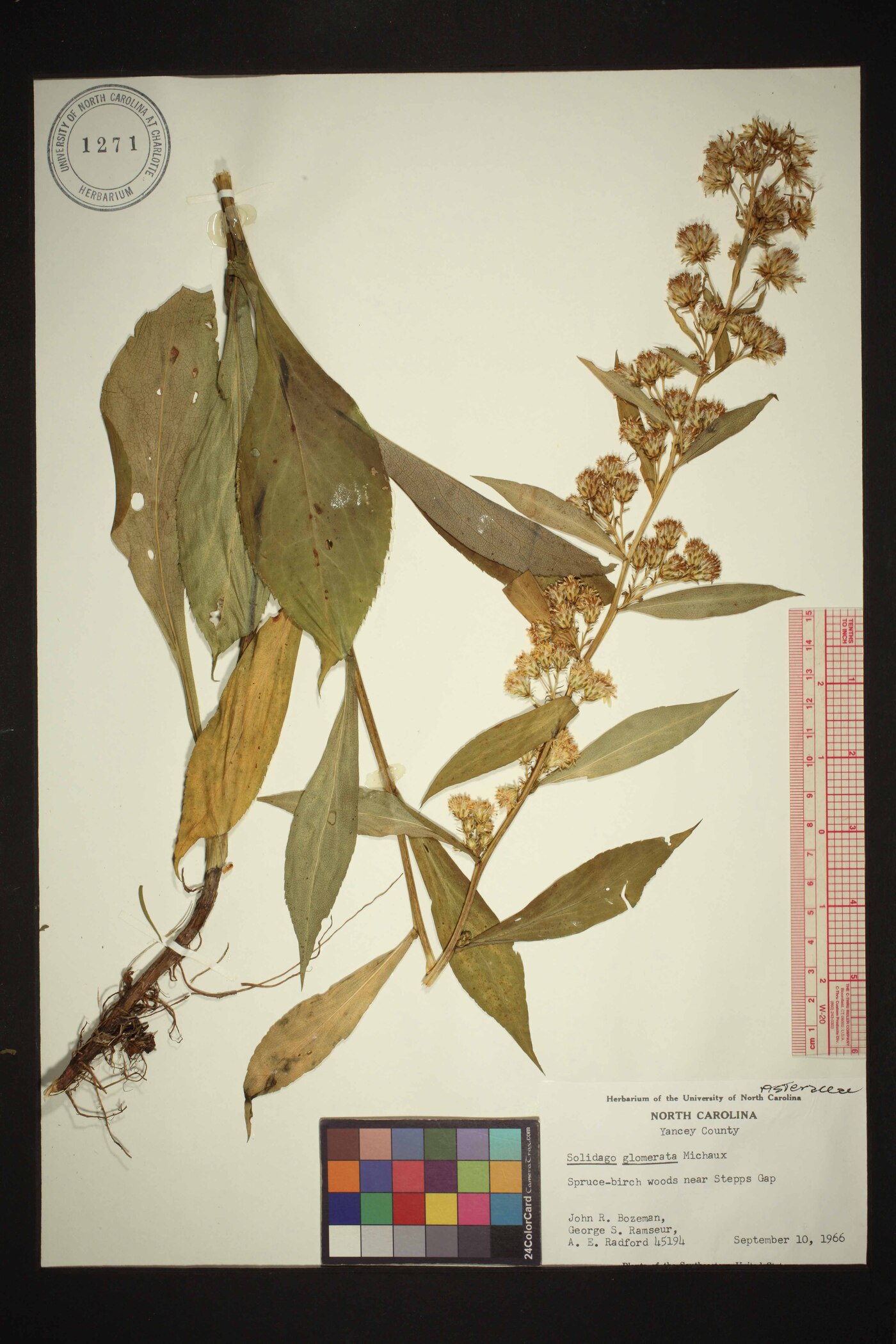 Solidago glomerata image