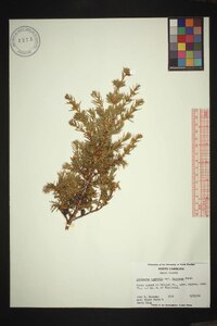 Juniperus communis var. depressa image
