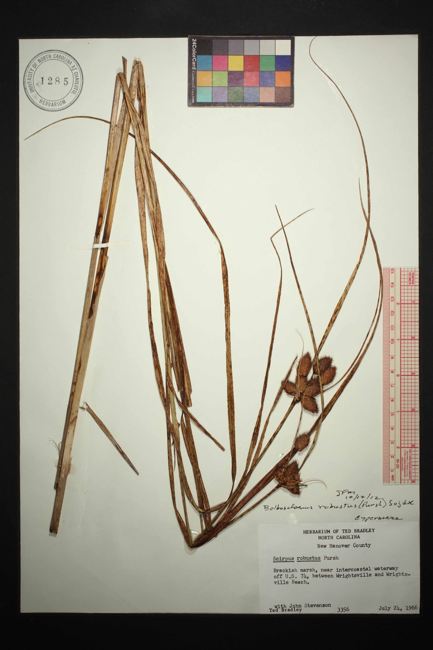 Bolboschoenus robustus image