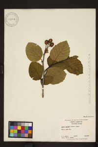 Alnus crispa image