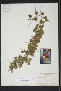 Crataegus flava image