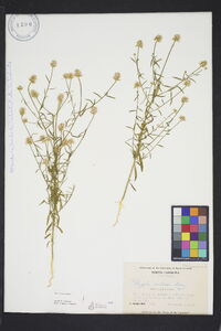 Polygala curtissii image