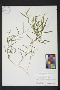 Muhlenbergia schreberi image