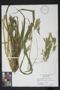 Bromus latiglumis image