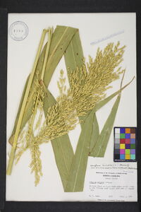 Sorghum bicolor subsp. drummondii image